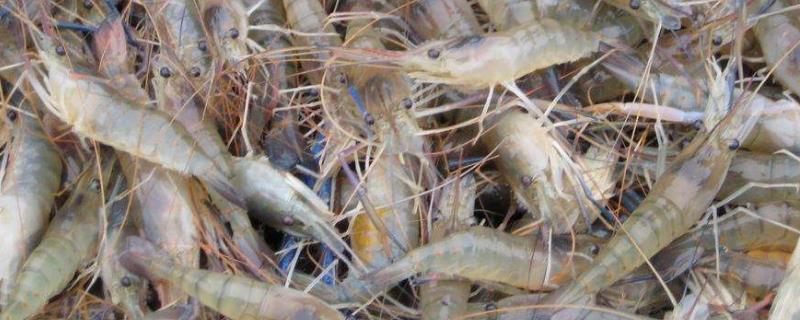 罗氏沼虾养殖每亩成本，怎么养殖，需要什么条件