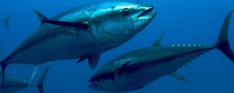 金枪鱼能人工养殖吗，怎样区别野生与养殖的金枪鱼