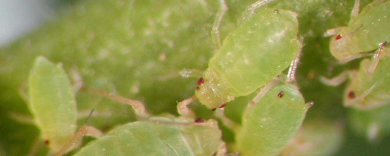 玉米蚜虫的危害症状，用什么药效果好，防治较好的时间