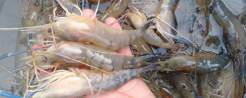 淡水虾怎么养殖，需要什么条件