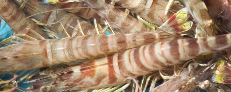 斑节虾是淡水养殖还是海水养殖，和基围虾有什么区别