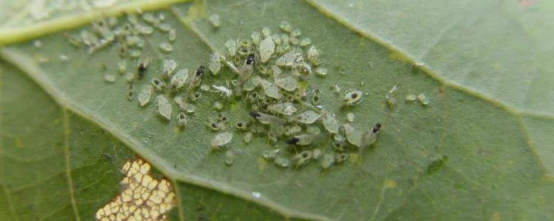 蚜虫用什么土方法治，不用农药的生物防治方法有哪些