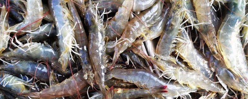 基围虾是淡水养殖还是海水养殖，养殖周期多久