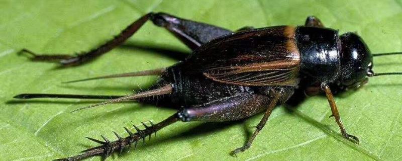 防治蟋蟀有什么特效药，蟋蟀能活多久