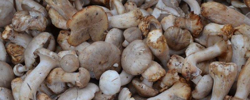 新采的蘑菇怎么保存，保存期是多长时间