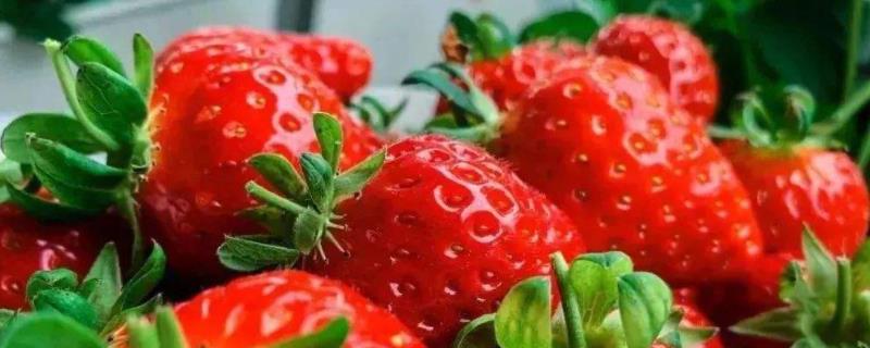 草莓怎样种植和管理，种植底肥怎么配