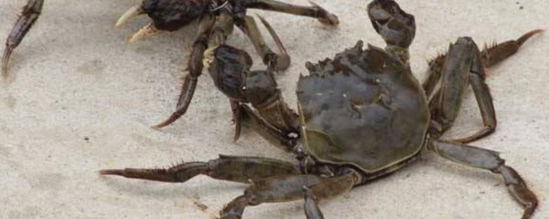 河蟹活的能放多长时间，身上的黑怎么处理	