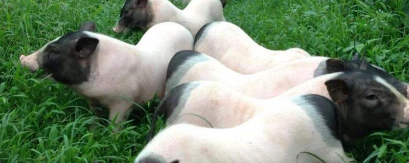 香猪能长多少斤，有哪些品种