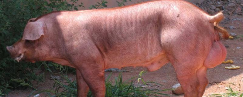 杜洛克猪是引进的外国猪种吗，可以养多少斤