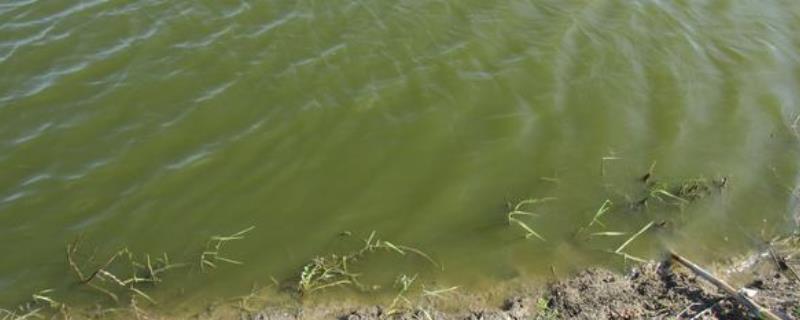 虾塘水变绿色怎么办，是什么原因引起的