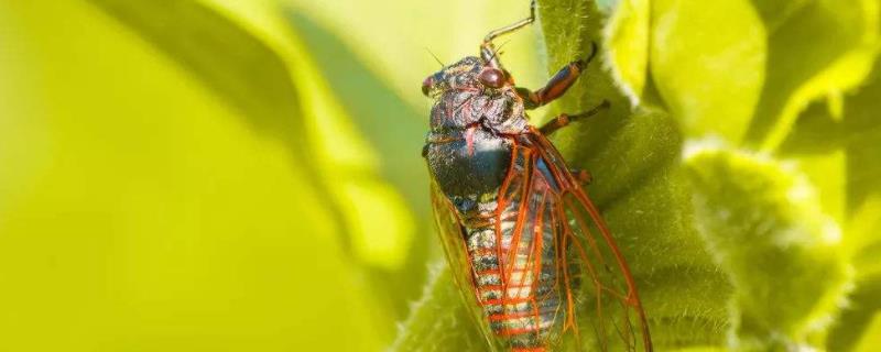 蝉可以人工养殖吗，吃什么食物，如何喂养？一亩地能产多少斤蝉