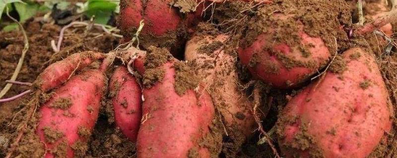 红薯产地哪个地方最多，种植红薯需要注意些什么