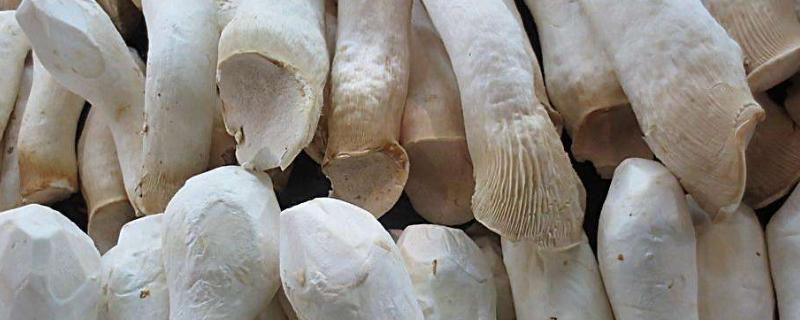 磨菇菇栽培技术，生长周期为多久