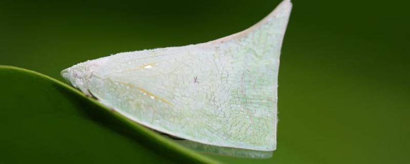 白蛾蜡蝉用什么药防治，主要危害哪些作物