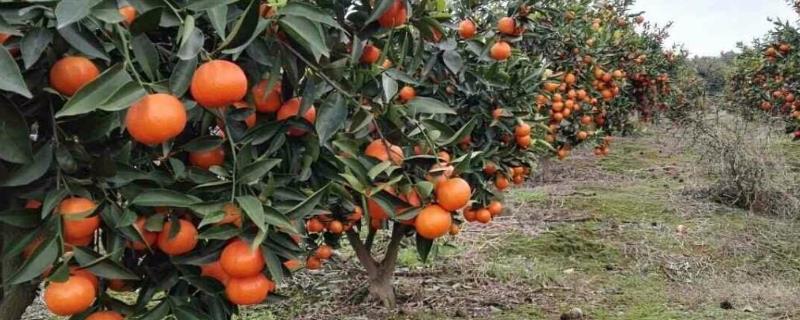华美七号柑橘品种，什么时候成熟，每亩产量如何