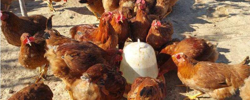 鸡饲料配方，一千只鸡一天需要多少饲料