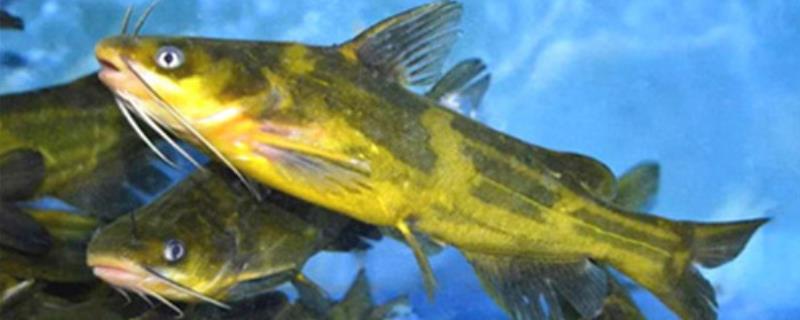 黄颡鱼养殖技术要求，养殖周期是多久