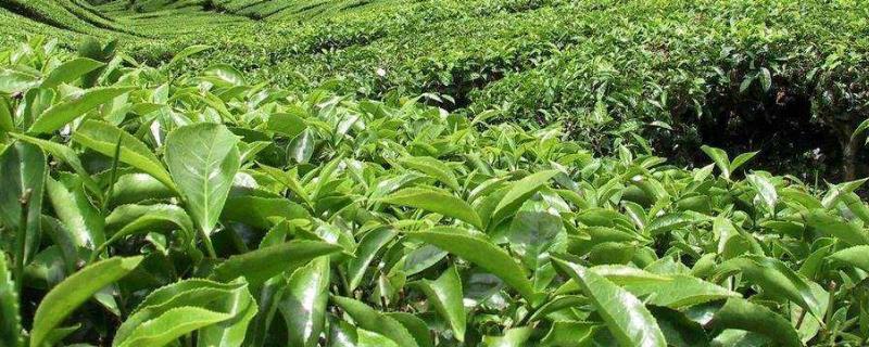 茶叶种植的区位条件，附茶叶种植的注意事项