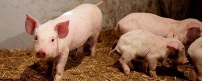 猪的种类有哪些，什么叫原种猪