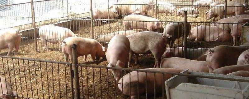 一头猪多少斤，几个月能长到250斤