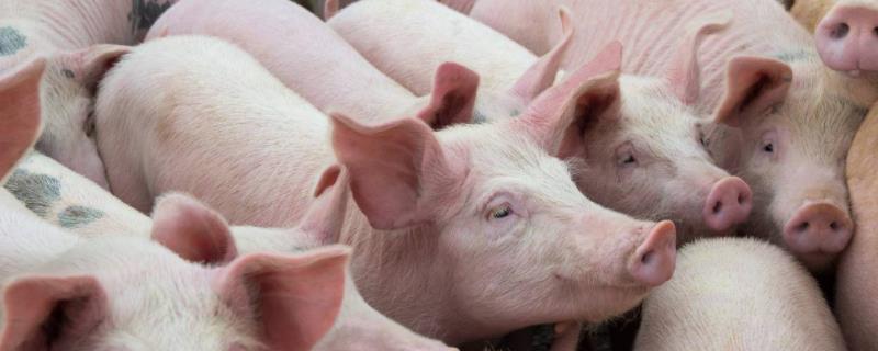 猪场饲料配方，猪饲料中毒有什么症状