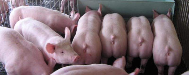 一头猪到出栏成本多少，周期多久，300斤的猪出栏需要多少成本