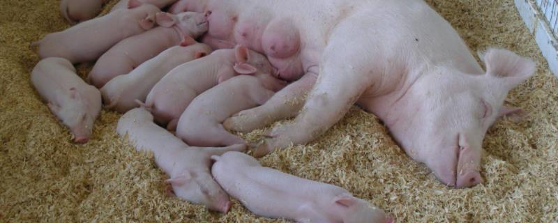 母猪怎么看肚子有多少猪仔，小猪仔生下来不会吃奶怎么办