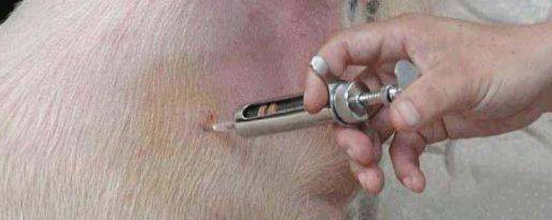 仔猪做疫苗顺序，怀孕母猪能打猪瘟疫苗吗