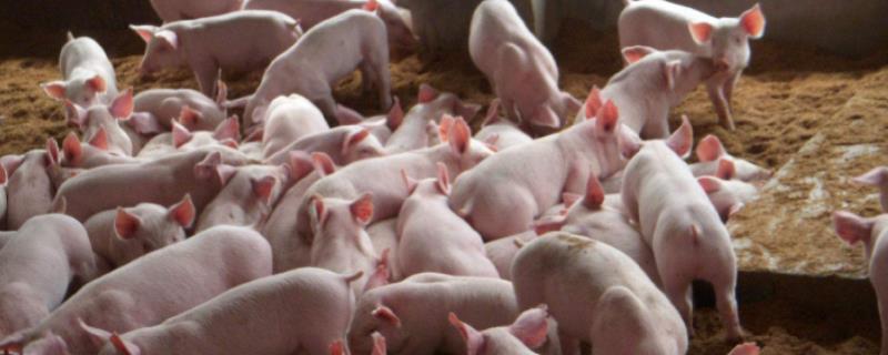 生长肥育猪饲粮的粗纤维水平一般应控制在多少，影响猪生长育肥的主要因素是什么