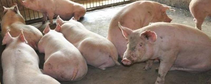 猪反复发烧是什么问题，可以打青霉素吗