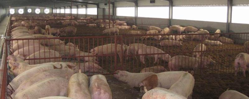 标准化养猪场的猪舍建设，取暖设备有哪些