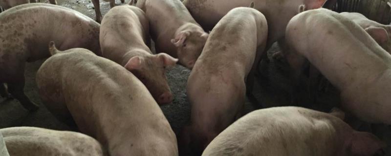 金霉素对猪有什么作用，长期用有什么影响吗