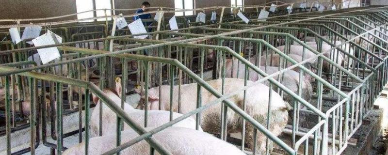 养猪需要什么设备，有哪些现代智能化养猪场设备