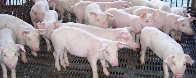 怎样养猪猪才不会生病，猪的常见病及治疗方法