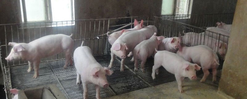 猪突然不吃食是什么病，猪病常用药一览表