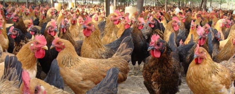 一只病鸡喂多少土霉素，土霉素一次几个