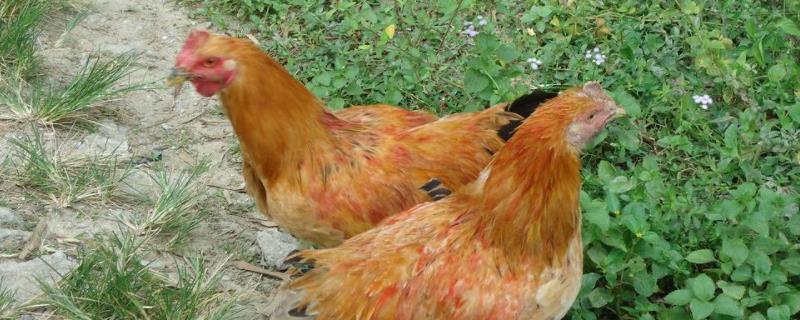 鸡如何受精繁殖后代，鸡繁殖后代的方式是什么