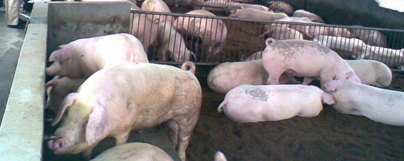 猪反复拉稀是什么原因，一百多斤猪拉稀用什么药最快