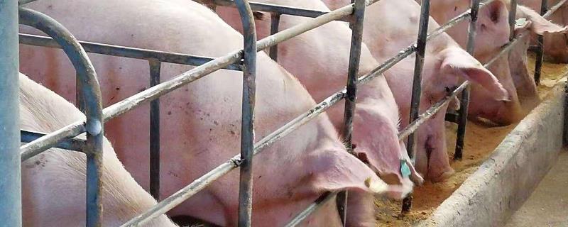2020年基本农田可以养猪吗，养猪挣钱吗？利润多少