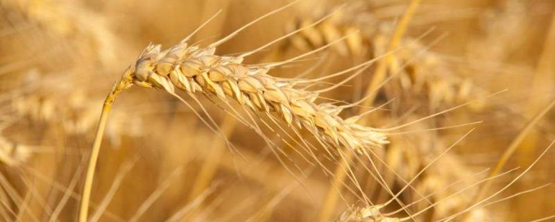 吡虫啉小麦拌种用量，噻虫嗪小麦拌种用量，拌种后多长时间可以播种