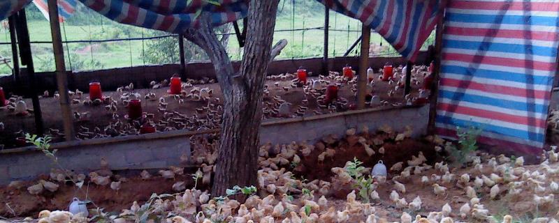 农村养鸡简易棚怎么搭，鸡长期养在笼子里的坏处