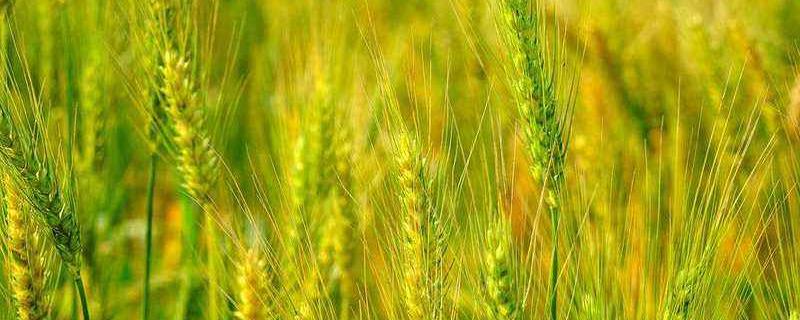 小麦存放8年后还能吃吗，含水量多少的小麦就可以存放了