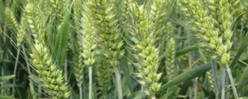 小麦行距多宽比较合适，一亩地用多少化肥