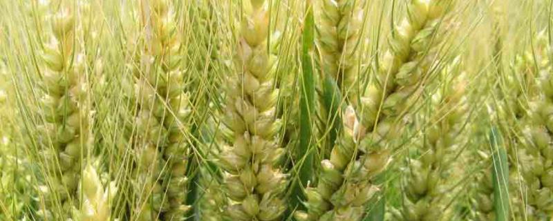 小麦最晚什么时候播种，寒露小麦播种量是多少