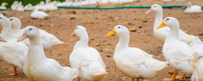 蛋鸭养殖利润和成本与风险，如何找销路