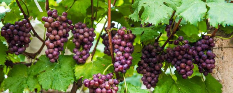 葡萄种植始于，6月份早熟葡萄品种有哪些