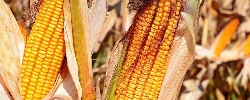 玉米品种，成熟的标准是什么