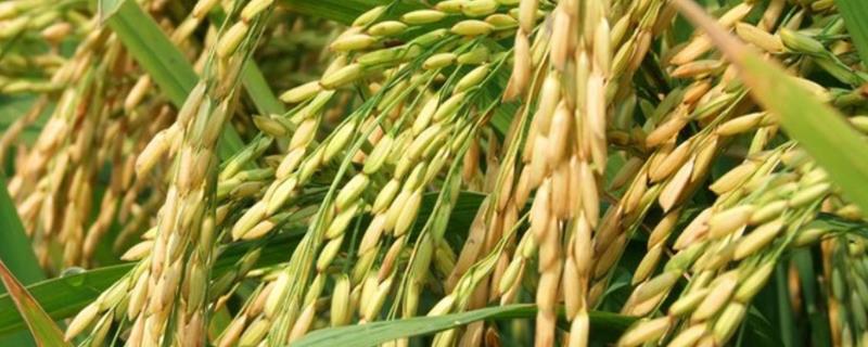 晚稻什么时候播种，寒露风对晚稻有何影响