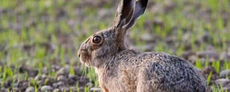 野兔养殖利润分析，一亩能养多少