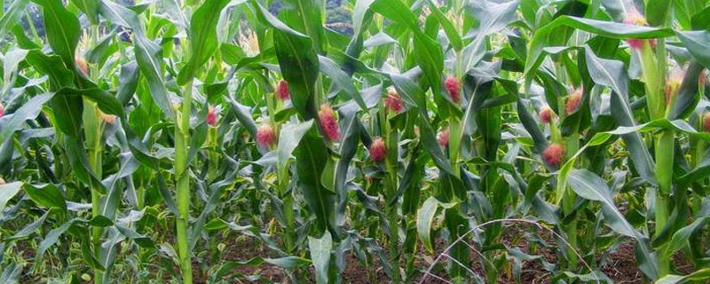 玉米种植方法步骤，玉米籽去年的可以种吗